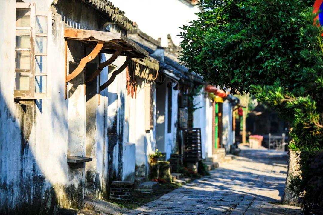 拯救小萌虎